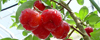 AZ: image 2 0f 12